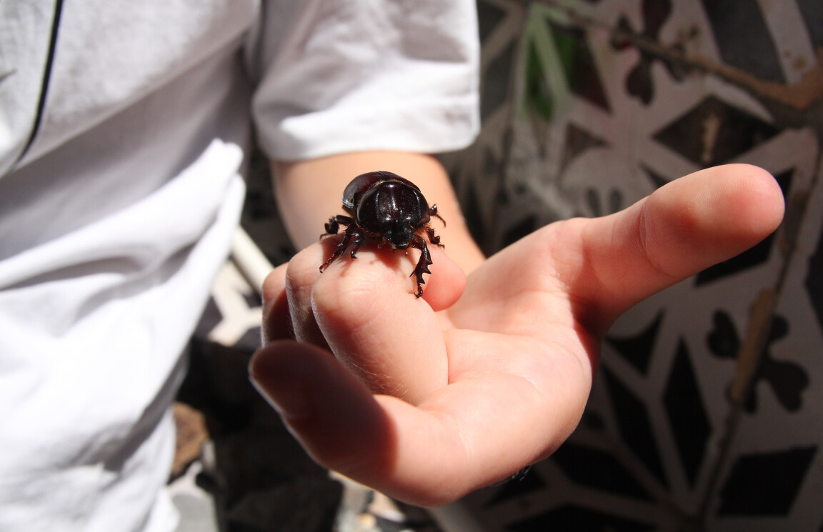Beetle, Acireale, Sicily